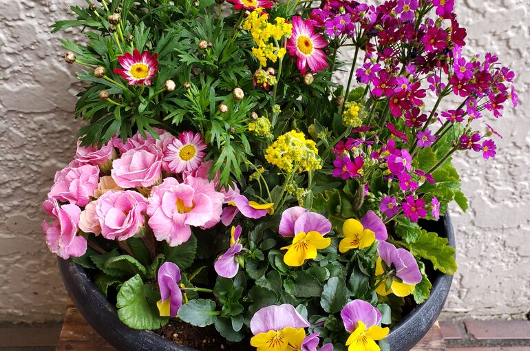 寄せ植え